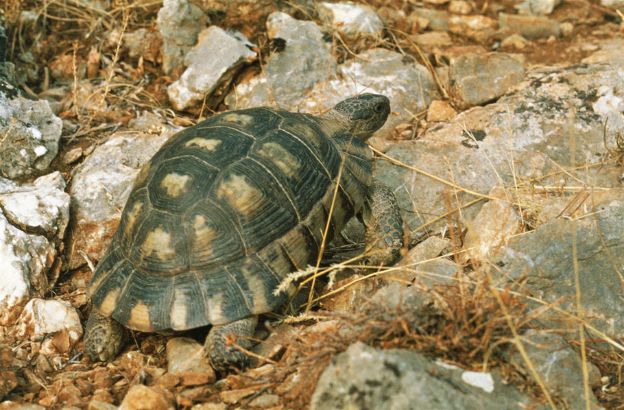 Testuggine marginata Sapere.it